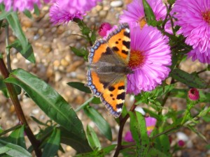 Small tortoiseshell taken by James Hearton (creative commons license)