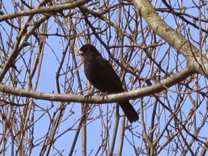 Blackbird picture Africa Gomez 